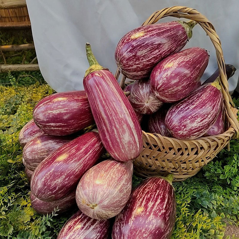 Flower Eggplant Seeds