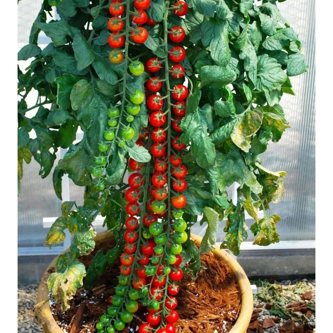 🍅Limited Time Offer Waterfall Tomato