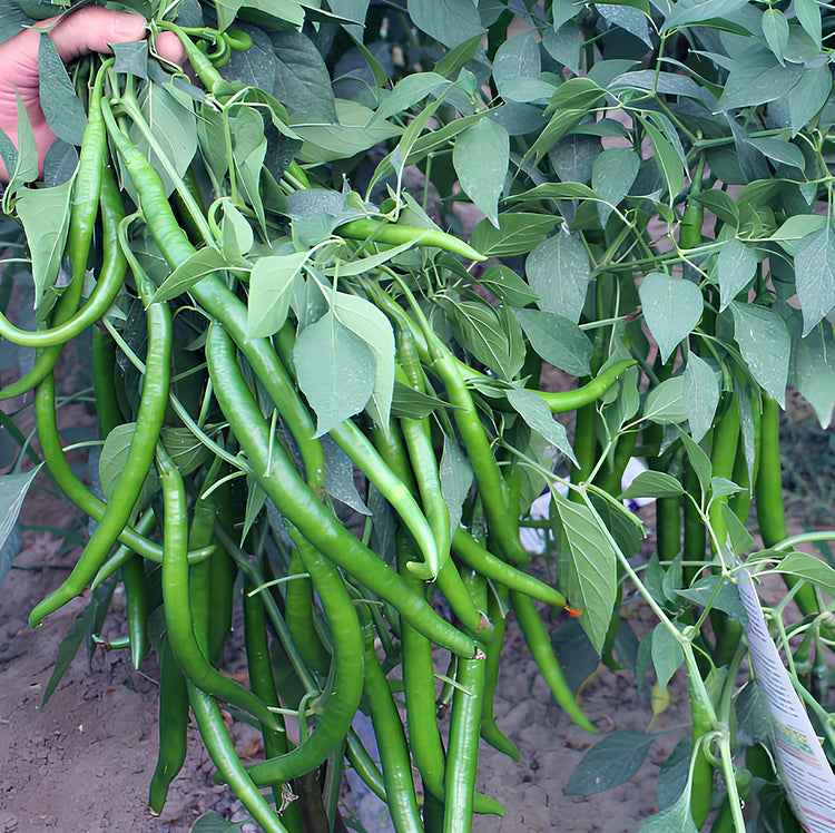 Spicy long pepper vegetable seeds