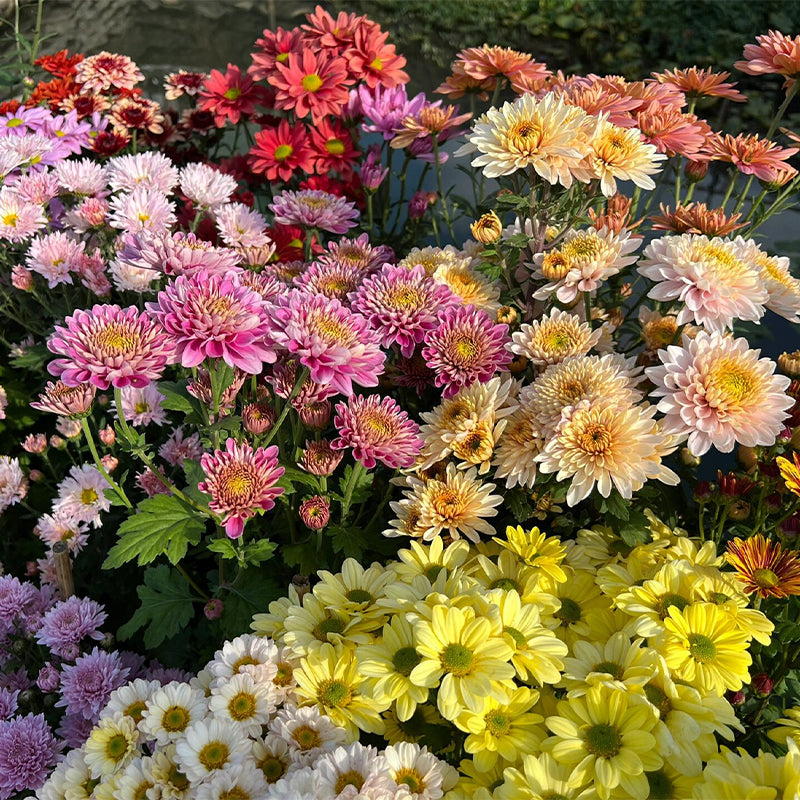 Mixed Perennial Chrysanthemum Seeds