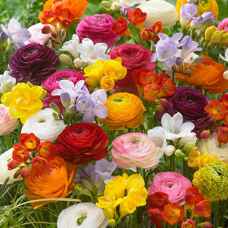 🌸Multicolor Ranunculus Asiaticus Bulbs