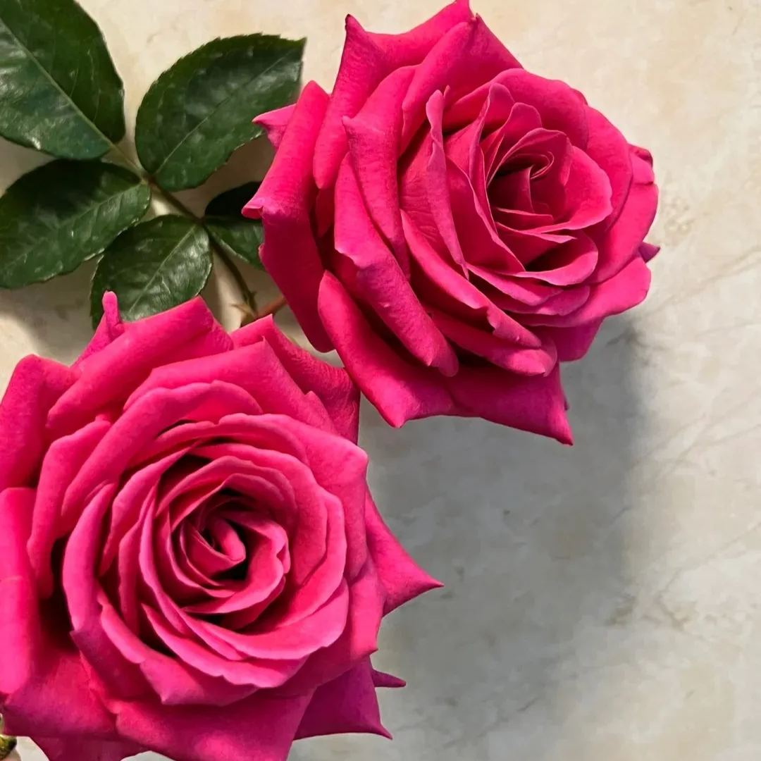 🔥50% OFF!🌹Rare Rose Seeds