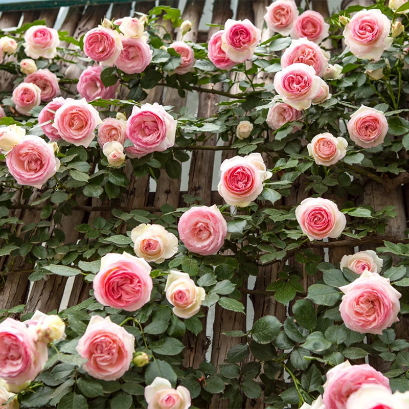 Mixed Angel Climbing Rose Seeds