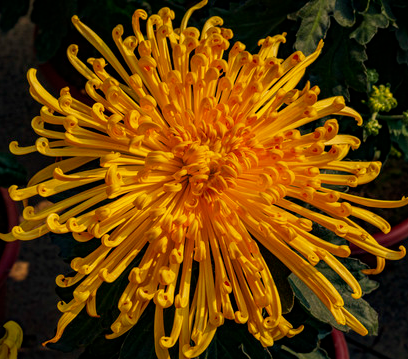 Chrysanthemum Seeds