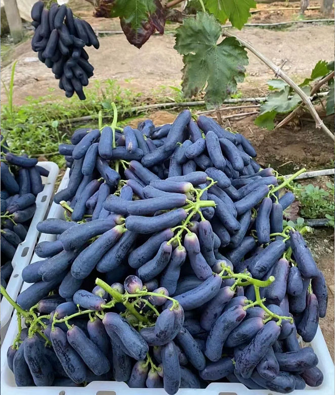 Sweet Sapphire Grape Seeds