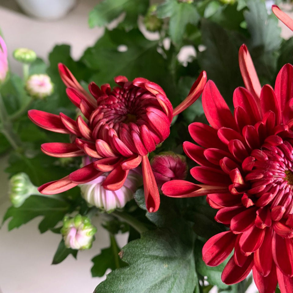 Chrysanthemum Seeds