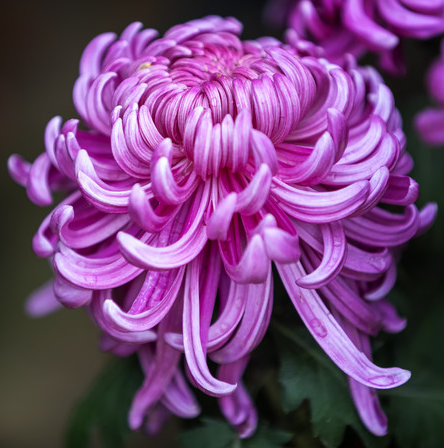 Chrysanthemum Seeds