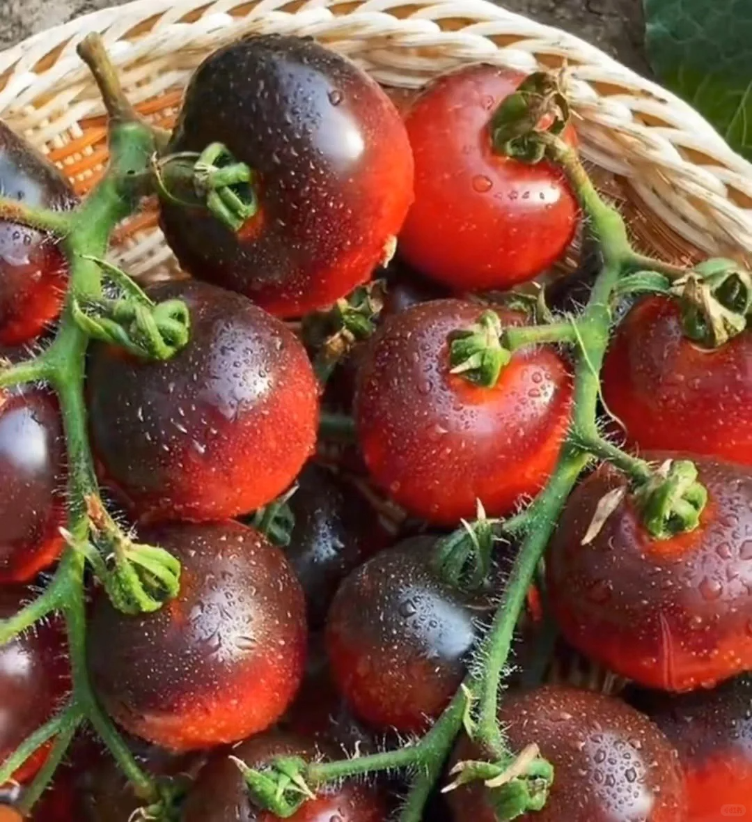 Black Pearl Tomato Seeds