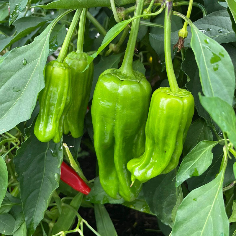 Thin-skinned Pepper Seeds