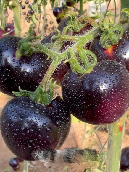 Black Pearl Tomato Seeds