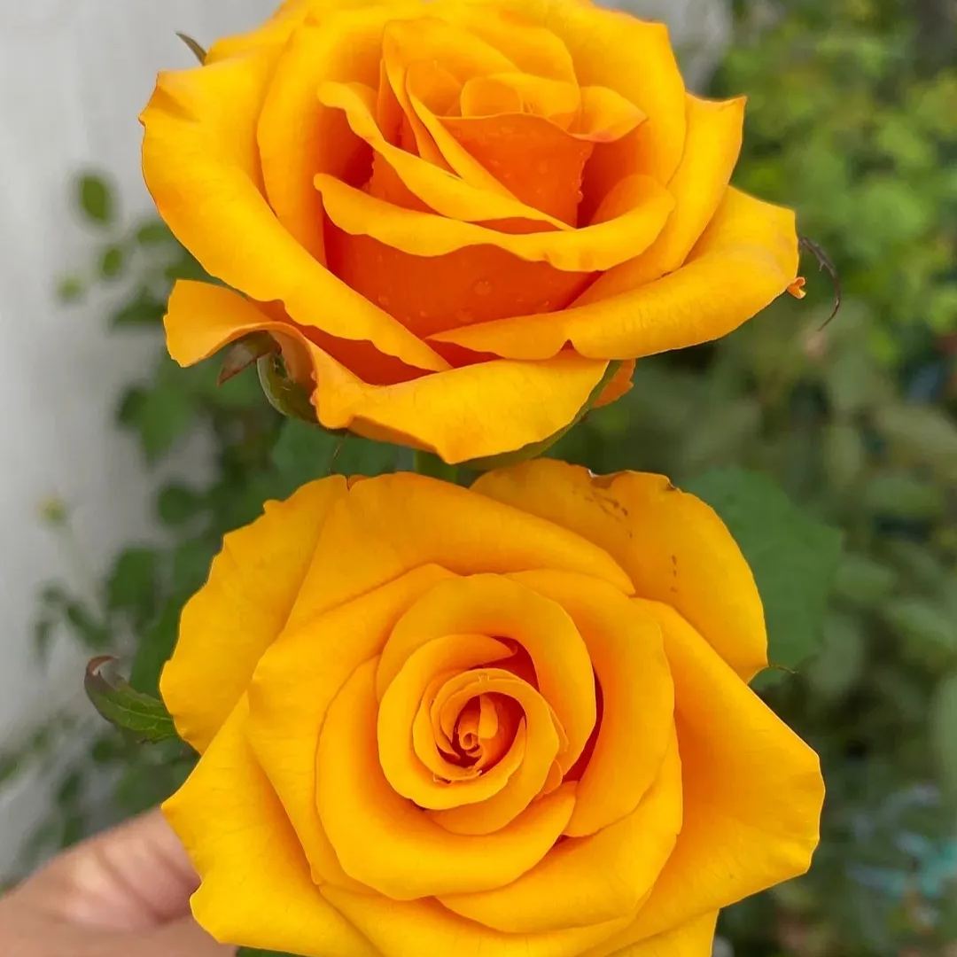 🔥50% OFF!🌹Rare Rose Seeds