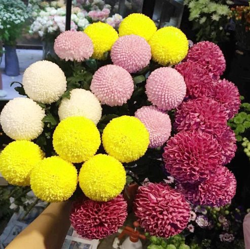 🏵️Colorful Ping Pong Chrysanthemum Seeds