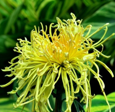 Chrysanthemum Seeds