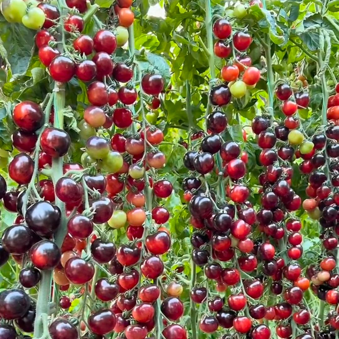 Black Pearl Tomato Seeds