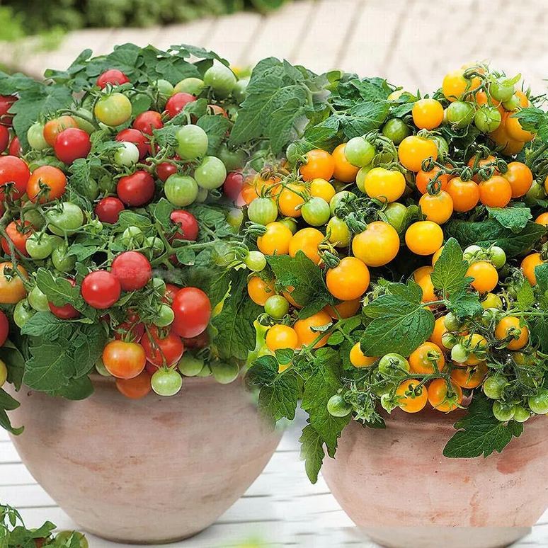 Colorful Dwarf Tomatoes-Four Seasons Potted Plants