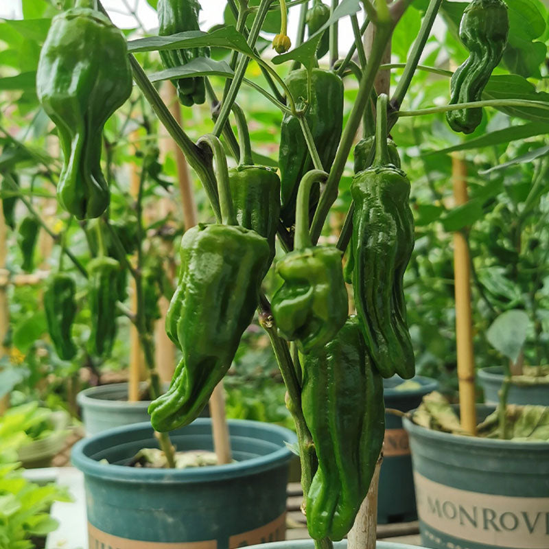 Thin-skinned Pepper Seeds