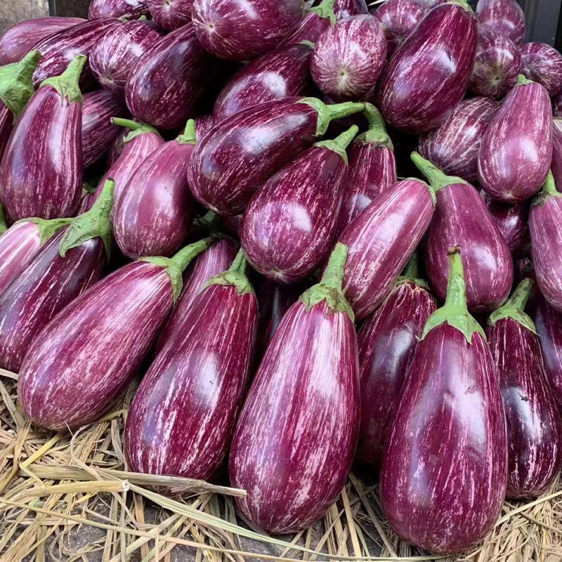 Flower Eggplant Seeds