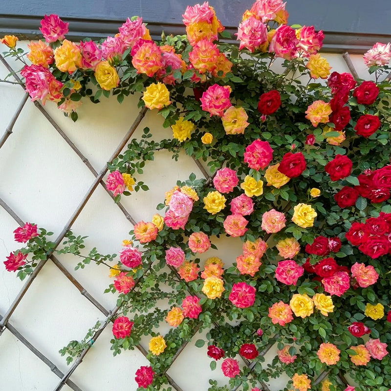 Mixed Angel Climbing Rose Seeds