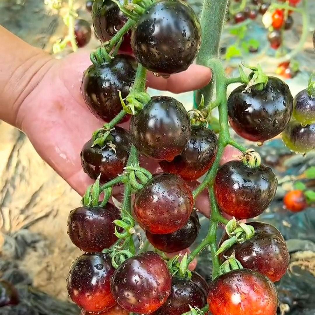 Black Pearl Tomato Seeds