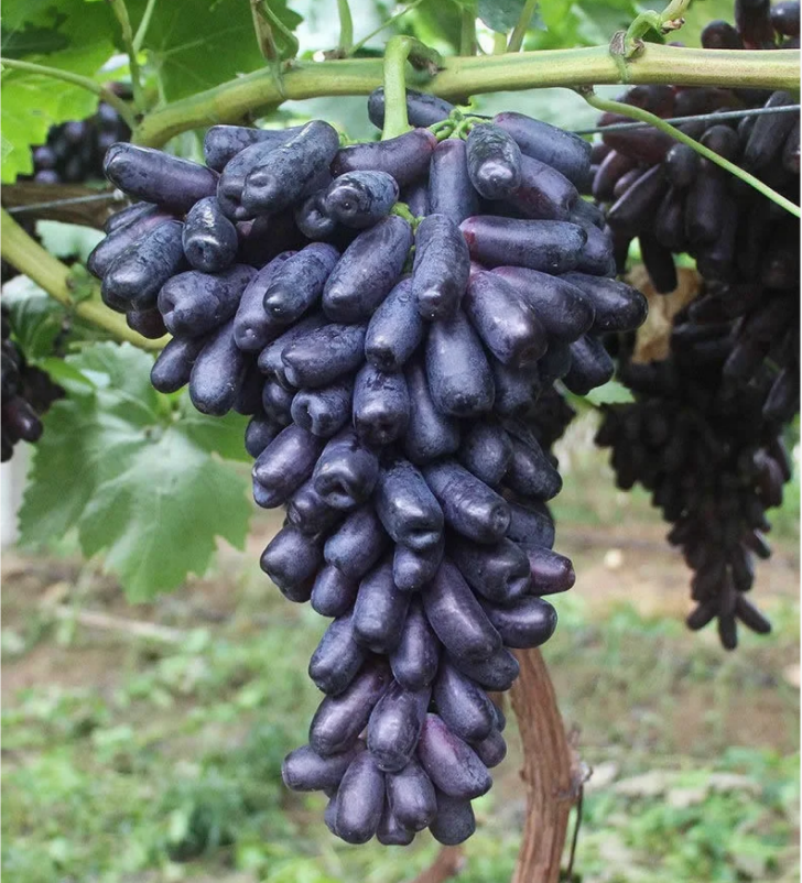 Sweet Sapphire Grape Seeds