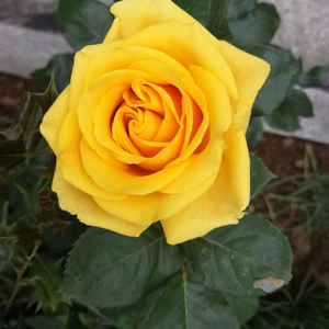 Miniature Rose Seeds