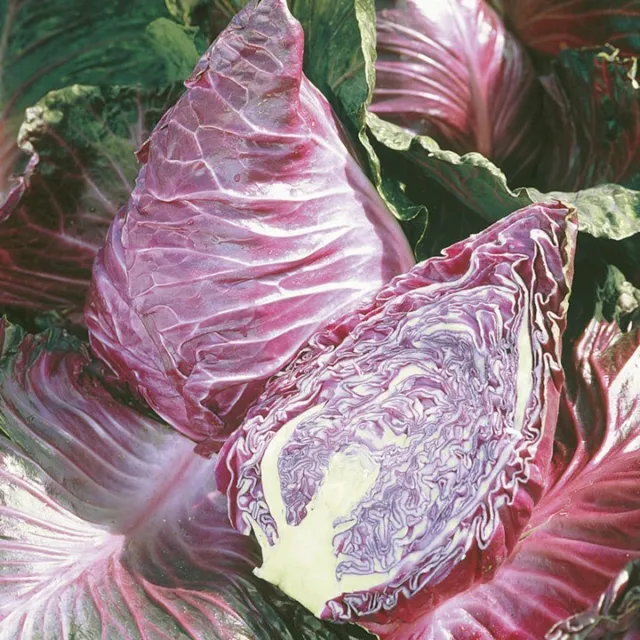 Seeds Cabbage Red Kalibos Giant Vegetable