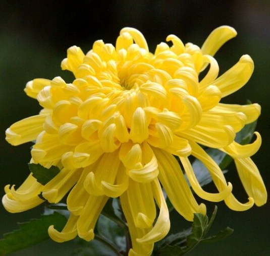 Chrysanthemum Seeds