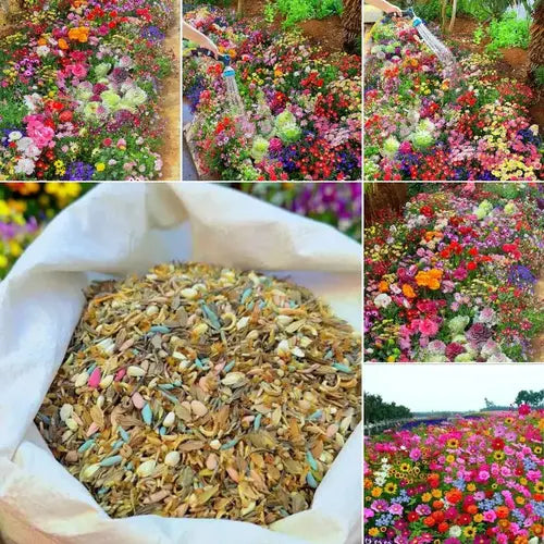 Rainbow Garden Seed Mix Soil And Ring