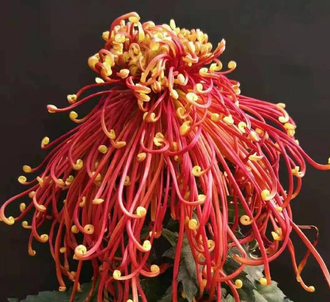 Chrysanthemum Seeds