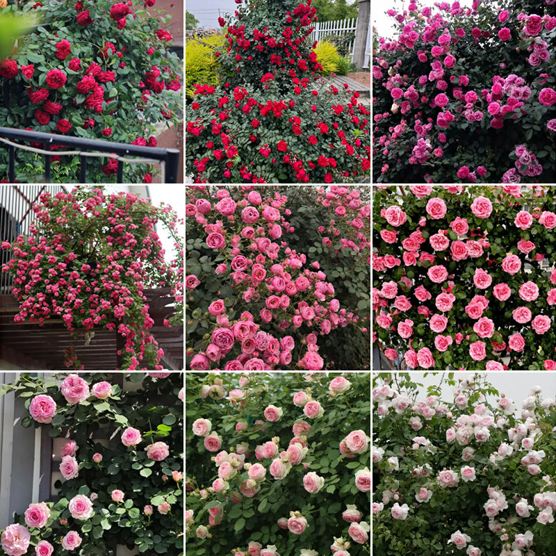 Mixed Angel Climbing Rose Seeds