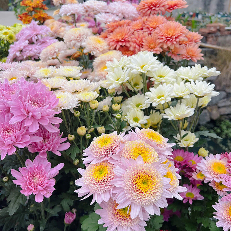 Mixed Perennial Chrysanthemum Seeds