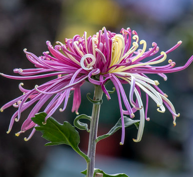 Chrysanthemum Seeds