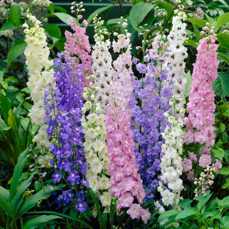 🌼BIG FLOWER DELPHINIUM SEEDS