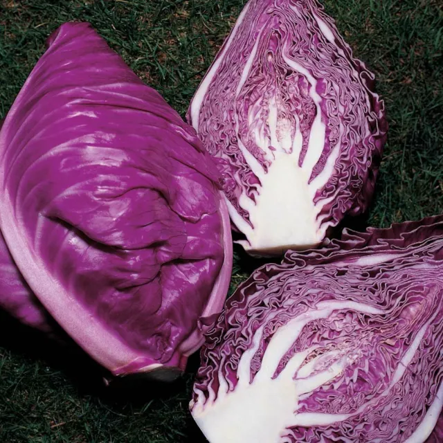 Seeds Cabbage Red Kalibos Giant Vegetable