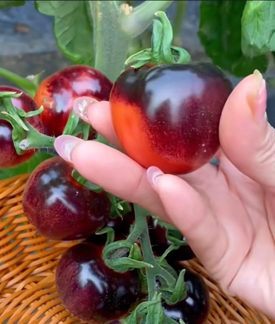 Black Pearl Tomato Seeds