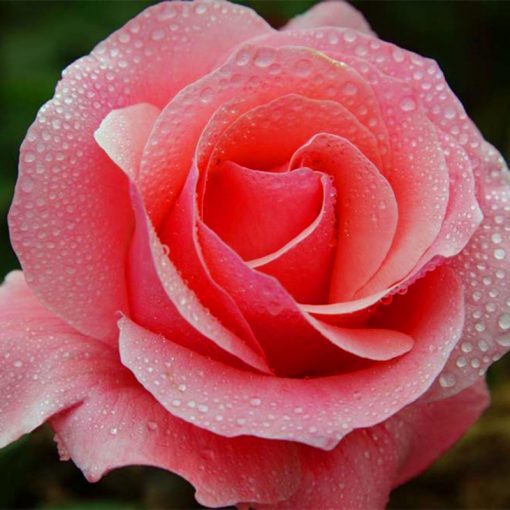 Beautiful Mini Rose Seeds, 100pcs/pack