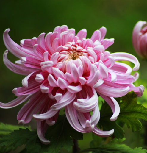 Chrysanthemum Seeds