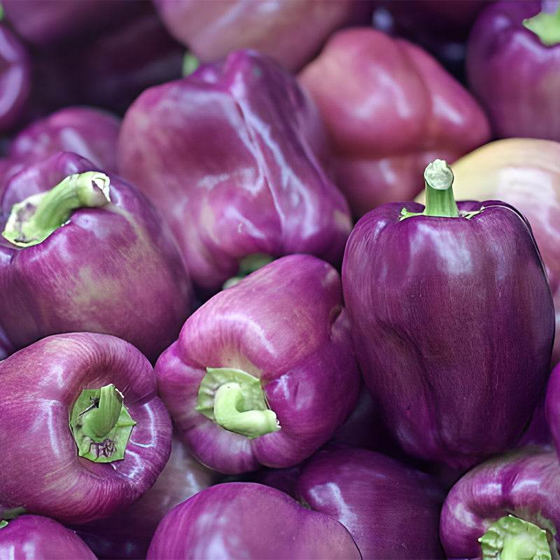 Rainbow Sweet Bell Pepper Seeds