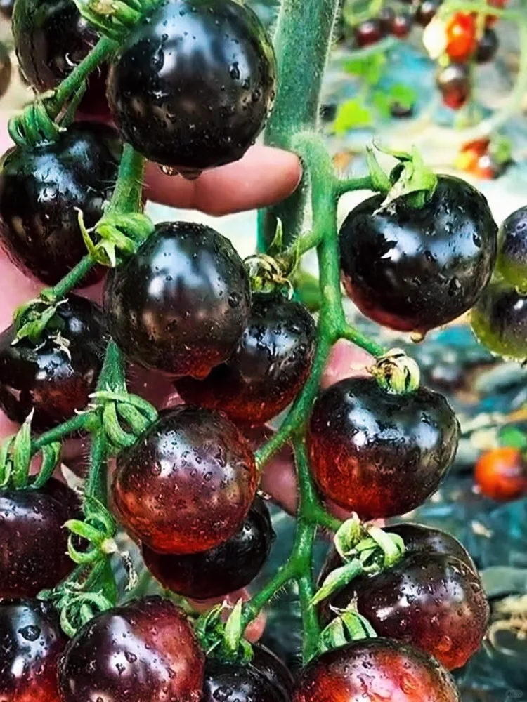 Black Pearl Tomato Seeds