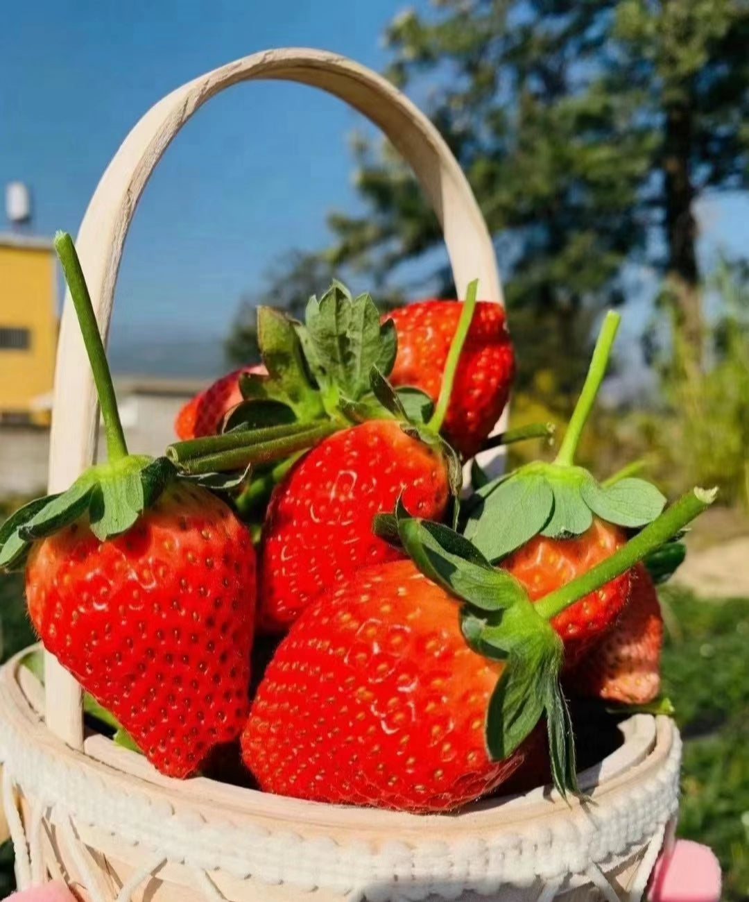 Cream Strawberry Seeds