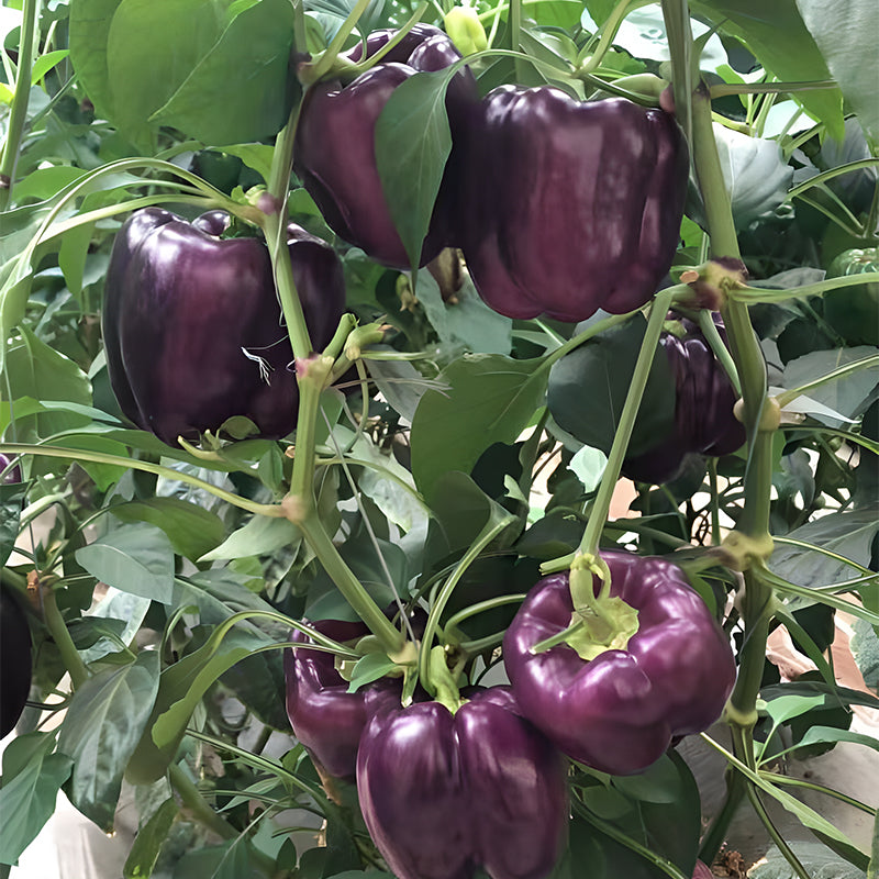 Rainbow Sweet Bell Pepper Seeds