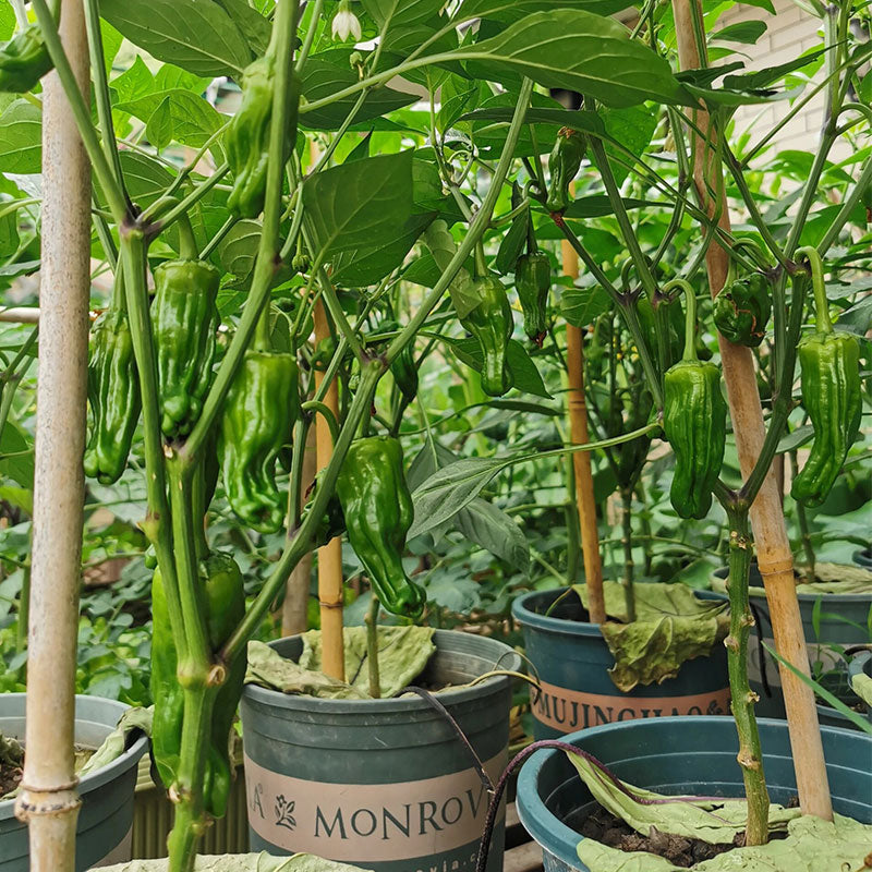 Thin-skinned Pepper Seeds