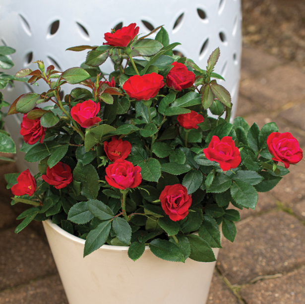 Miniature Rose Seeds