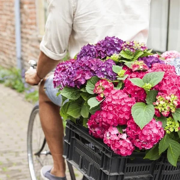 Outdoor Artificial Hydrangea Flowers💐