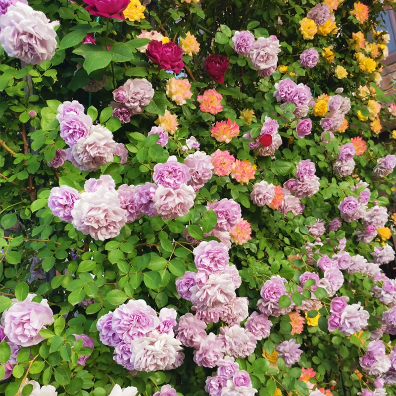 Mixed Angel Climbing Rose Seeds