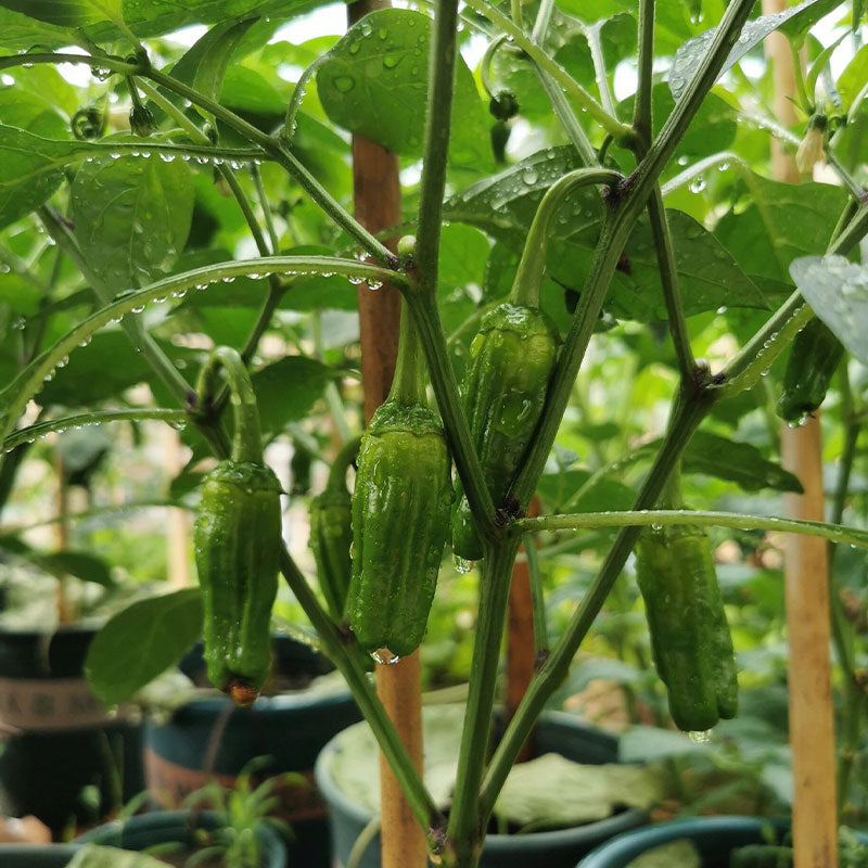 Thin-skinned Pepper Seeds