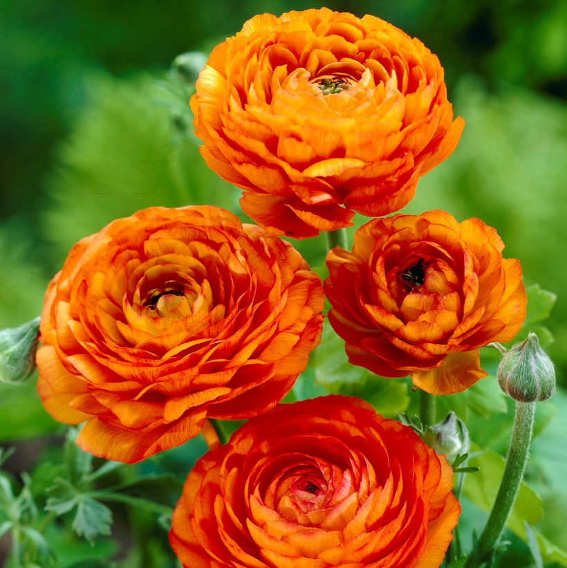 🌸Multicolor Ranunculus Asiaticus Bulbs