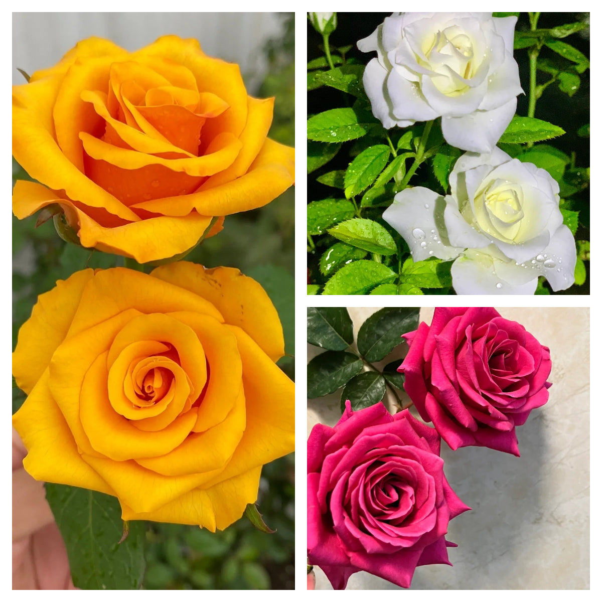 🔥50% OFF!🌹Rare Rose Seeds