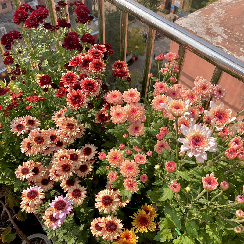 Mixed Perennial Chrysanthemum Seeds