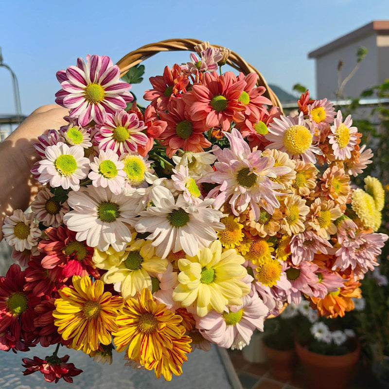 Mixed Perennial Chrysanthemum Seeds